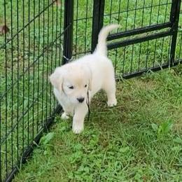 Ms. Black - Light golden female Golden Retriever puppy in Campton, Kentucky from ElkRidge Goldens
