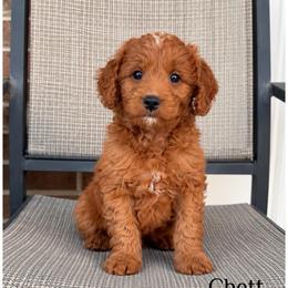 Chett - Apricot male Goldendoodle puppy in Swartz Creek, Michigan from Michigan Doodles