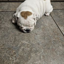 Bulldog Puppies from Tonya Clouser