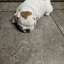Bulldog Puppies from Tonya Clouser