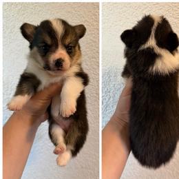 Girl 2 - Black and tan female Pembroke Welsh Corgi puppy in Helmville, Montana from Calie’s Corgis