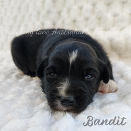 Bandit - Black & white male Miniature Australian Shepherd puppy in Muskogee, Oklahoma from Tagalong Lane Australian shepherds