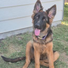 Empress - German Shepherd