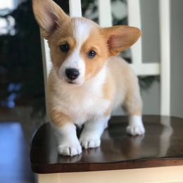 Pembroke Welsh Corgi Puppies from Wiggle B Ranch Corgis