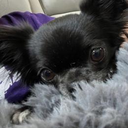 Mindy - Chihuahua