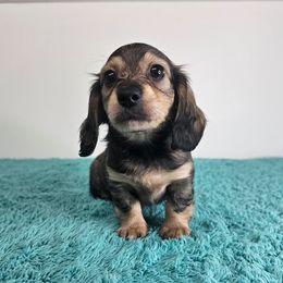 Sable male - Sable male Dachshund puppy in Belle Rive, Illinois from Akin's Miniature Dachshunds, LLC