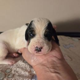 Valcor - Black white and brown male Basset Hound puppy in Denison, Texas from Emma Lou's Baby Bassets