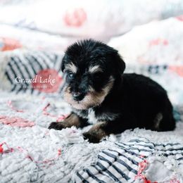 Prince Fiyero - Black and tan male Schnoodle puppy in Grove, Oklahoma from Grand Lake Poodles & Doodles