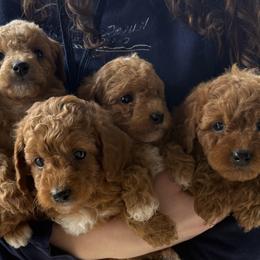Cavapoos and Goldendoodles from Olga’s puppy nursery