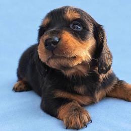 Batman - Black and tan male Dachshund puppy in Afton, Oklahoma from C5 Doodles