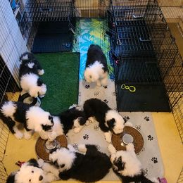 Old English Sheepdog Puppies from Cheshire Old English Sheepdogs