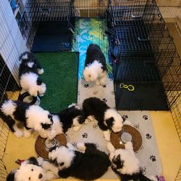 Old English Sheepdog Puppies from Cheshire Old English Sheepdogs