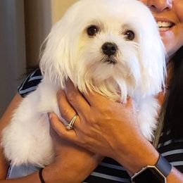 Maltese and Morkies from Heavenly Paws