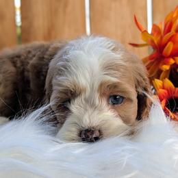Cockapoo Puppies from Utah Cocker Spaniels