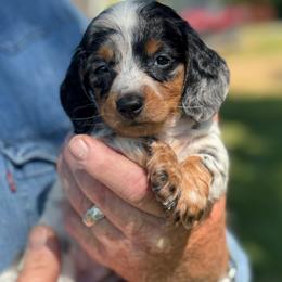 Willie - Piebald male Dachshund puppy in Aurora, Missouri from Baileys Precious Puppies