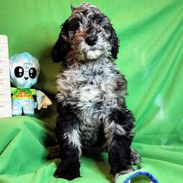 Silverado - Merle Goldendoodle puppy in Sarasota, Florida from Oodles of Poodles and Doodles