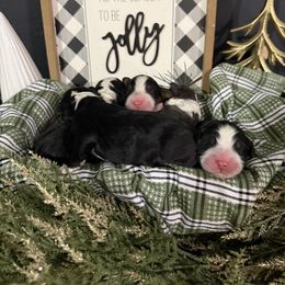 Ridge - Black and white male Bernedoodle puppy in Grants Pass, Oregon from Royal Empire Bernedoodles