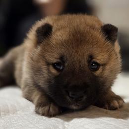 Maple - Red female Shiba Inu puppy in Stanley, North Carolina from Yoru's Dojo Legacy