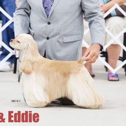 Eddie - Cocker Spaniel