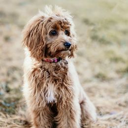 Roxy - Cockapoo