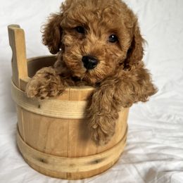 Boy 3 - Red  Poodle puppy in Kirksville, Missouri from Show Me Poodles Doodles and Cavaliers