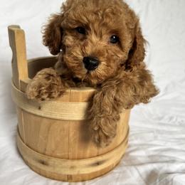Boy 3 - Red  Poodle puppy in Kirksville, Missouri from Show Me Poodles Doodles and Cavaliers