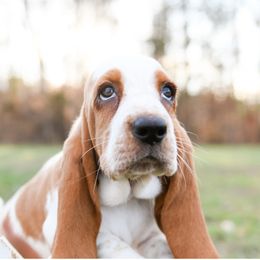 Basset Hound Puppies from K&B Farms & Bassets
