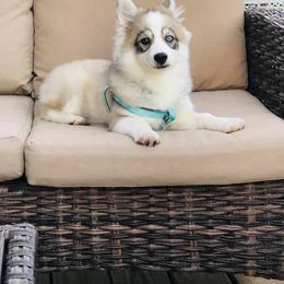 Pomsky Puppies from Icelandic Thunder