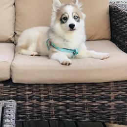 Pomsky Puppies from Icelandic Thunder