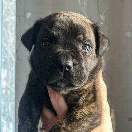 Green Collar Brindle Male - Brindle male Boerboel puppy in Wasilla, Alaska from Northland Boerboels