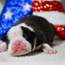 Liberty - Black and white female Boston Terrier puppy in Gober, Texas from Trigger Time Kennels