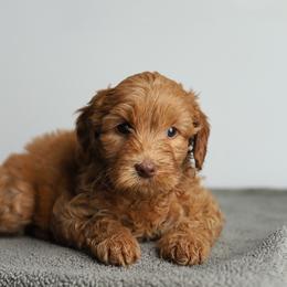 Purple - Caramel female Australian Labradoodle puppy in Williamstown, New York from Lewis Manor Labradoodles