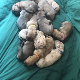 Great Dane Puppies from Bond Acres Great Danes