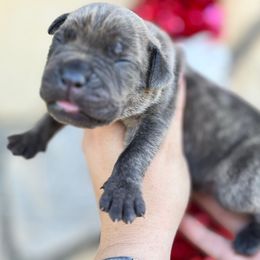 Butch-red - Brindle male Companion Cross puppy in Calimesa, California from BoujeePoodlesofsocal
