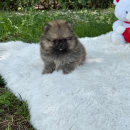 Fendi Zara - Wolf sable female Pomeranian puppy in Naples, Florida from 🤎 Dreaming Puppies 🐶