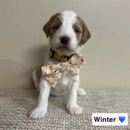 Winter - Parti male Goldendoodle puppy in Crothersville, Indiana from Wischmeier’s Doodles