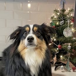 Aussiedoodle and Miniature Australian Shepherd Puppies from Maple Ridge Mini Aussies