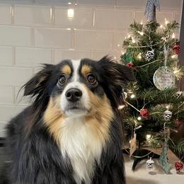 Aussiedoodle and Miniature Australian Shepherd Puppies from Maple Ridge Mini Aussies