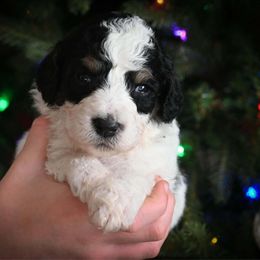 Blitzen - Black and white male Bernedoodle puppy in Lookout, California from Remington Kennels, LLC