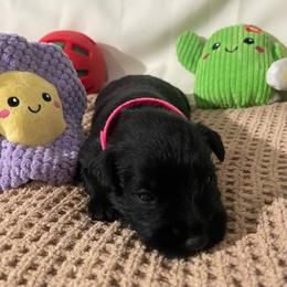 Pink Collar Girl - Black female Miniature Schnauzer puppy in San Diego, California from KMS-Miniature Schnauzers