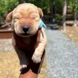 Ash - Yellow male Labrador Retriever puppy in Carthage, North Carolina from Wicked Pines Retrievers