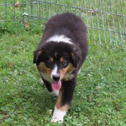 Clara - Black tri-color female Australian Shepherd puppy in Kansas, Oklahoma from Windy G Farm