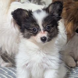 Girl 2 - White black and tan female Papillon puppy in Joshua, Texas from Summertime Kennels