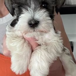 Oscar - Parti male Miniature Schnauzer puppy in Mountain Home, Idaho from Kissack Kennels