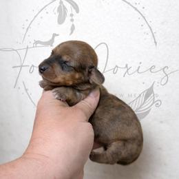 Ron - Dapple male Dachshund puppy in Deming, New Mexico from FoxieDoxies of New Mexico