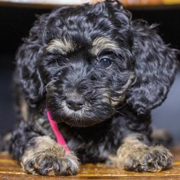 Bella - Phantom female Bernedoodle puppy in Tyner, Kentucky from Good Dog Doodles
