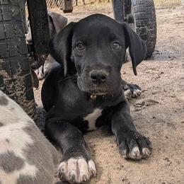 Galadriel - Blue female Great Dane puppy in Citra, Florida from AEW Farm