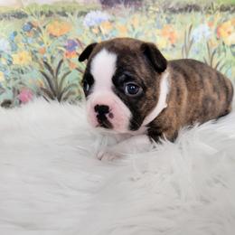 Boston Terrier Puppies from Our Gang Bostons