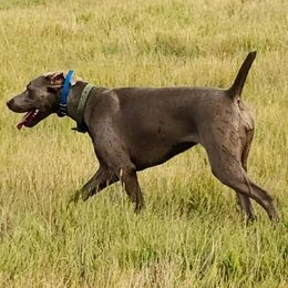 Circe - Weimaraner