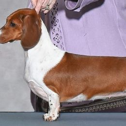 Dachshunds from Petalpusher Miniature Dachshunds